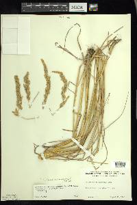 Calamagrostis stricta image