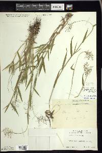 Panicum acuminatum image