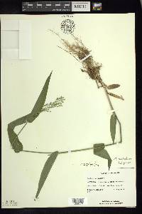 Dichanthelium latifolium image