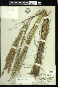 Calamagrostis stricta image