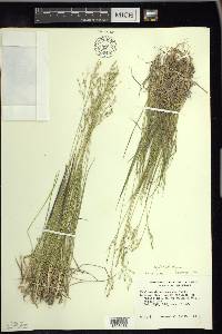 Dichanthelium depauperatum image