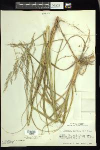 Calamovilfa longifolia image