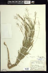 Panicum acuminatum image