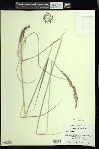 Bromus racemosus image