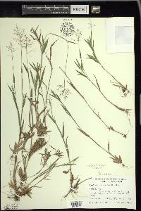 Panicum acuminatum image