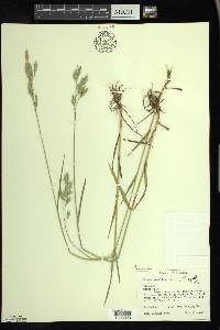 Bromus secalinus image