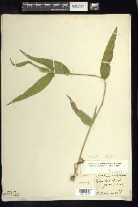 Dichanthelium latifolium image