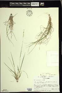 Dichanthelium depauperatum image