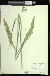 Calamagrostis don-hensonii image