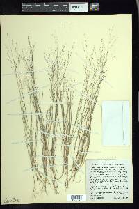 Panicum flexile image