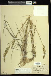 Calamagrostis stricta image