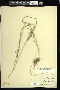 Bromus secalinus image