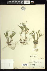 Panicum acuminatum image