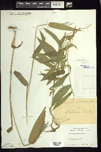 Dichanthelium latifolium image