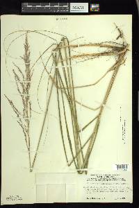 Calamovilfa longifolia image