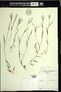 Panicum acuminatum image