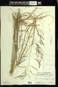 Calamovilfa longifolia image