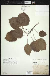 Populus grandidentata image