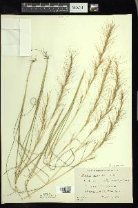 Aristida purpurascens image