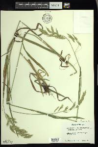 Bromus kalmii image