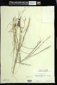 Aristida purpurascens image