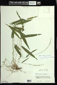 Brachyelytrum aristosum image