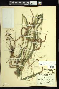 Bromus pubescens image