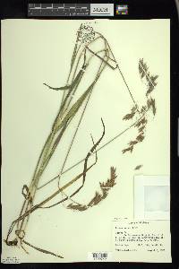 Bromus kalmii image