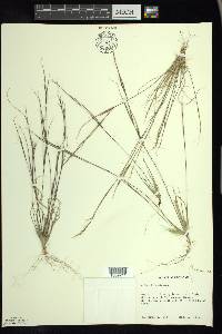 Aristida basiramea image