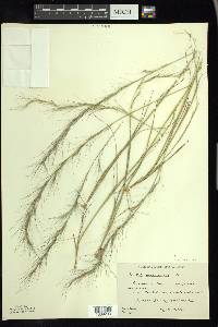 Aristida purpurascens image