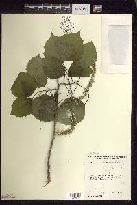 Populus grandidentata image