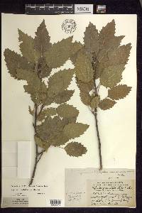 Populus grandidentata image