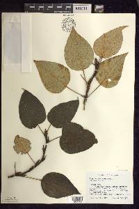 Populus balsamifera image