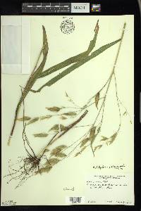 Bromus latiglumis image