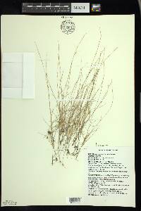 Aristida necopina image