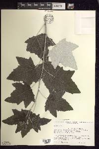 Populus alba image