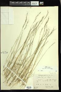 Aristida basiramea image