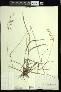 Bromus kalmii image