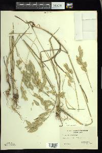 Bromus briziformis image