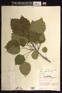 Populus grandidentata image