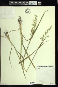 Avena sativa image