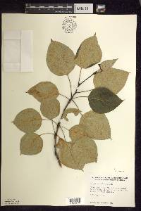 Populus balsamifera image