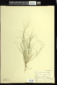 Aristida oligantha image