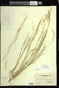 Aristida basiramea image