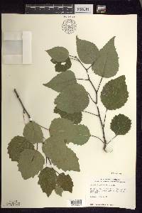 Populus grandidentata image