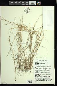 Aristida basiramea image