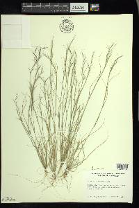 Aristida basiramea image