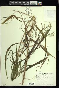 Bromus latiglumis image