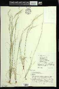 Aristida basiramea image