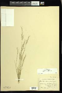 Aristida basiramea image